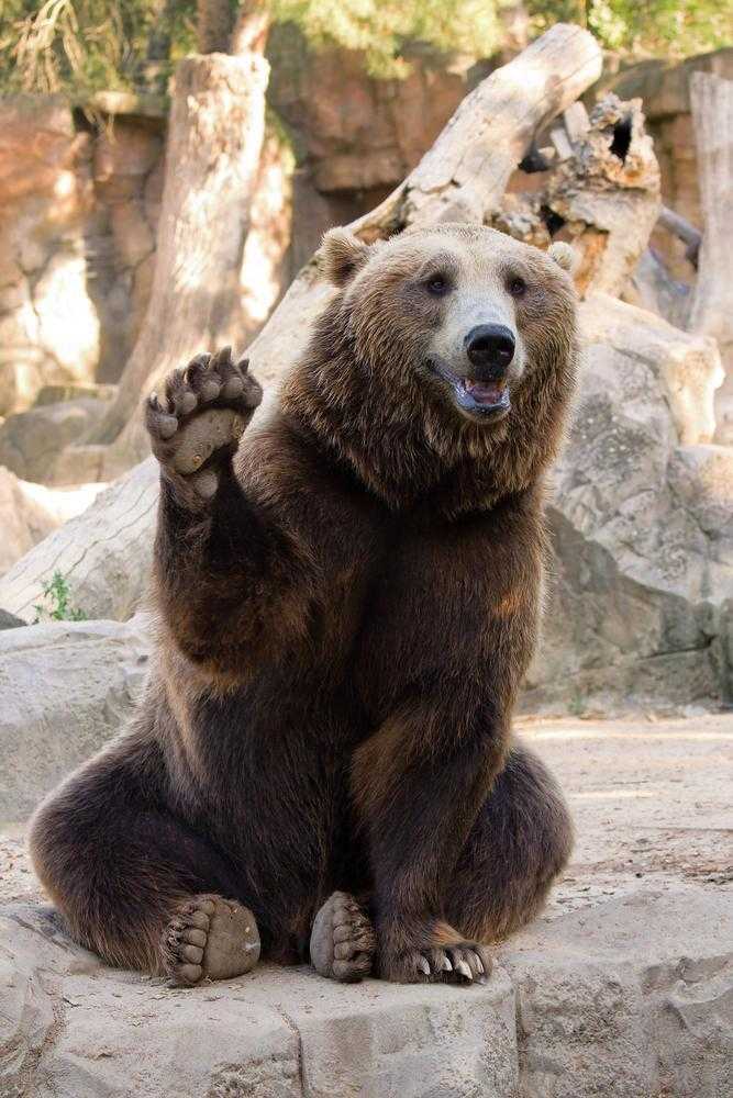 A friendly bear saying hello