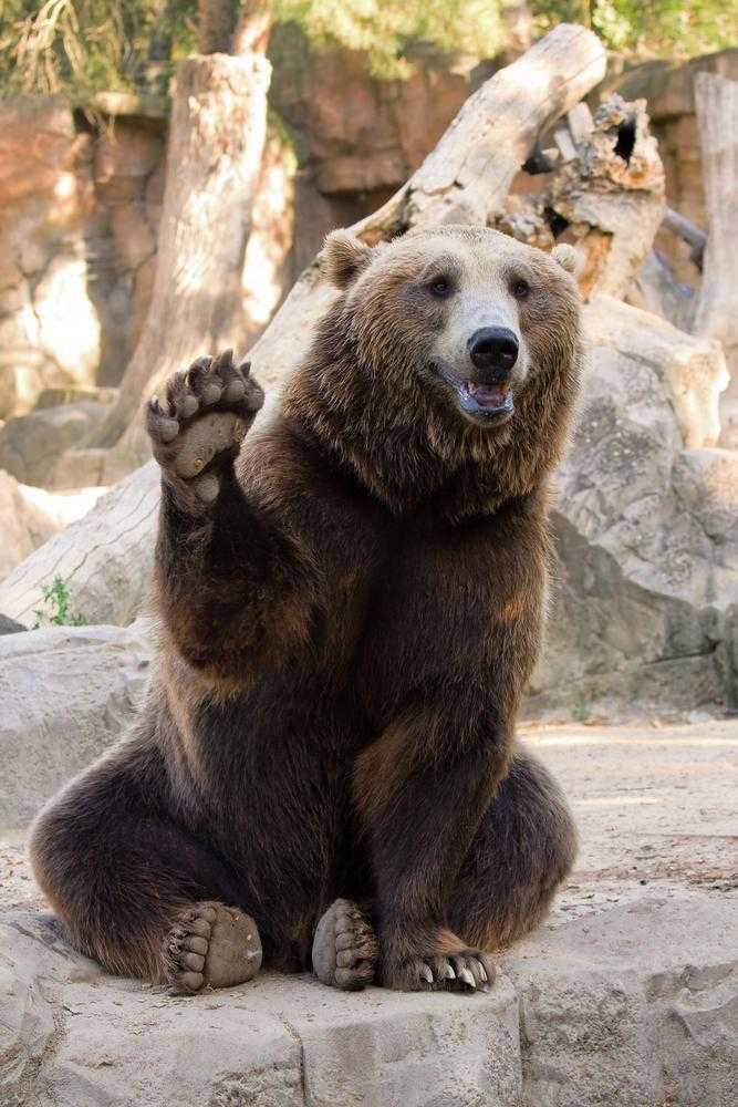 A friendly bear saying hello A friendly bear saying hello