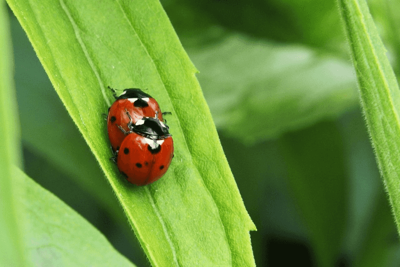 ladybugs